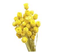 Lawnrden 50 tiges des Fleurs sèches Naturelles, Bouquet de Marguerite séchée décoration de Fleurs sèches Naturelles dans Une Table en Vase Florale 50 tiges Jaunes