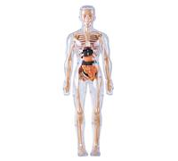 Lawnrden Anatomie et physiologie Humaine, modèle Humain pour Les Enfants pour Les Enfants détachables visualisés du modèle d'anatomie 3D