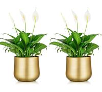 Lbgwp60-2 Pièces Pot De Plante Vase En Or Pot De Fleur En Métal Vase Avec Trou De Drainage, Organisateur De Stockage Moderne Cadeaux Décoratifs Pour Mariage Intérieur Extérieur Balcon Affichage