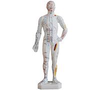 LBYLYH 26cm modèle Anatomique pour méridiens d'acupuncture avec Les Bases du Corps Humain
