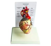 LBYLYH Anatomical Coeur de Chien Modèle - Canidés Coeur Modèle Anatomique - 2 Anatomie Modèles Partie Coeur Coeur médical, 18X14X24cm