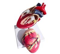 LBYLYH Coeur de Chien Modèle - Taille Vie Canine Chien Coeur Modèle Anatomique - Animaux d'organes Instrument vétérinaire Aide médicale de démonstration d'enseignement