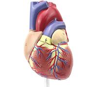 LBYLYH Coeur de la Taille du Roi Anatomie du Corps Humain Modèle 2 Parties détachables Structure du modèle de biologie Portable d'accessoires d'enseignement de la médecine Interne
