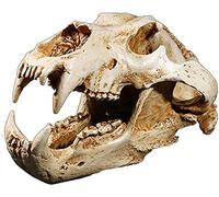 LBYLYH Crâne d'animal Modèle, Modèle Crâne Tête Ours Polaire Simulation Squelette Artisanat Résine 1: 1 (Nécessaire pour Le Modèle D'Organe)