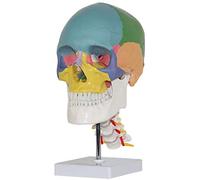 LBYLYH Fonction De Couleur Vertèbres Cervicales Crâne Humain avec des Modèles D'Enseignement Anatomique Nerf Modèle avec Rachis Cervical Naturel, Sculptures Accessoires, 19 * 15 * 21 Cm