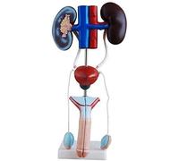 LBYLYH Modèle Anatomique Appareil Génital Masculin/Étude Modèle du Système Urinaire Génito Kits Médicaux 4 Pièces