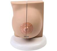 LBYLYH Modèle Anatomique du Sein - Anatomie D'Organes Humains Modèle - Femme Modèle Sein - Médical Pathologique Sein Coupe Transversale Anatomical Modèle