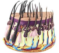 LBYLYH Modèle Anatomique Extension De Cheveux Humains - Modèle D'Anatomie des Follicules Pileux De Croissance Processus De Modèle Anatomique en Cuir - pour L'Éducation Médicale