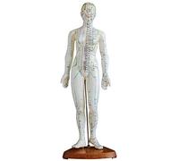 LBYLYH Modèle de Corps Humain de Points d'acupuncture - Modèle d'acupuncture féminin de l'homme avec des Points méridiens - Meridien du Corps Humain Modèle Acupoint - pour la médecine Chinoise,Une