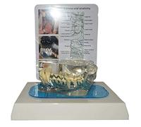 LBYLYH Modèle de Dents de Chien Canine Transparentes - mâchoire pour Chien avec Dents modèle médical Anatomique Animal Dents modèle Dents de Chien pour étude d'enseignement vétérinaire
