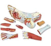 LBYLYH Modèle De Pied Modèle Anatomique Médical Pied Squelette avec Ligaments, Les Muscles, Les Nerfs, Les Artères, 9-Partenkirchen