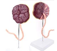 LBYLYH Modèle de Placenta et ombilical - Placenta pédagogique 3D et Cordon ombilical Modèle - Tissu Grossesse et modèle d'enseignement d'embryon - pour l'obstétrique et la gynécologie