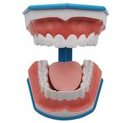LBYLYH Modèle Dentaire, Grand Modèle De Brossage Oral Six Fois, Modèle De Dents Standard, Modèle pour Enfants, Moule De Modèle De Dent D'enseignement De Brossage Dentaire