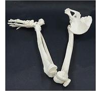 LBYLYH Modèle des os des Membres inférieurs Humains - Human Jambe Squelette de la Hanche et du Pied Genou articulaire articulaire tête articulaire Pitella Foot Tibia Squelette Humaine Modèle