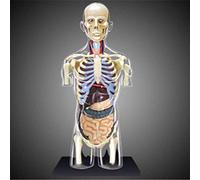 LBYLYH Modèle Kit d'anatomie Humaine Buste Transparent, la Couleur, l'anatomie modèle d'art avec l'éducation
