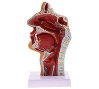 LBYLYH Modèle Larynx De L'Anatomie Humaine, Le Nez Humain Et Le Modèle De Pathologie De La Gorge La Respiration Nasale Modèle Oesophagien pour l'enseignement
