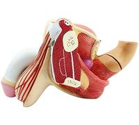 LBYLYH Modèle Système Urinaire Appareil Génital Masculin pour l'enseignement De La Médecine