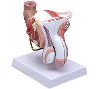 LBYLYH Organe Génital Mâle Humain Pénis Modèle Anatomique Medical Science Enseignement Natural Taille 4 Partie