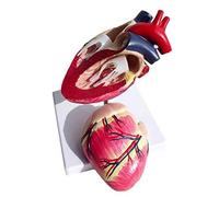 LBYLYH Organe Pet 1: 1 Coeur de Chien Modèle Anatomique Nature Taille Nature Taille Canine Instrument Enseignement médical Démonstration