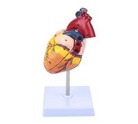 LBYLYH Physa Maquette Anatomique du Cœur Humain Modèle 3D Anatomie Cardiaque Fonctions du Grandeur Nature, Très Riche en Détails, Plastique