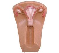 LBYLYH Stérilet Féminin Et Le Modèle De Formation Modèle Anatomique Humain Laboratoire Médical