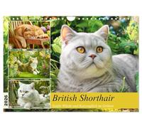 Le British Shorthair. Douce dignité et bonheur des chats dans la verdure, Version française (Calendrier mural 2026 DIN A4 portrait), Calendrier CALVENDO mensuel