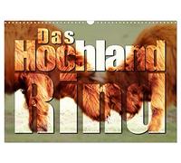 Le bœuf des hautes terres, Version française (Calendrier mural 2026 DIN A3 portrait), Calendrier CALVENDO mensuel