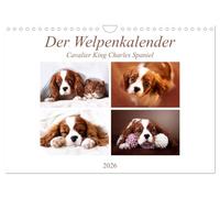 Le calendrier des chiots - Cavalier King Charles Spaniel, Version française (Calendrier mural 2026 DIN A4 portrait), Calendrier CALVENDO mensuel