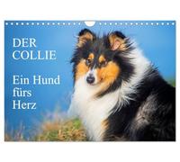 Le Collie - Un chien pour le cœur (calendrier mural 2026 DIN A4 paysage) - Calendrier mensuel CALVENDO