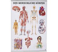 Le corps humain. 70 x 100 cm.