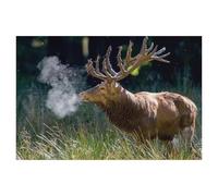 Le Froid matinal Fait Que Le Souffle du Chef de Meute Devient de la Vapeur Chaude，1000 Pièces Puzzle en Bois, pour Enfants Adultes Famille Jeu Difficulté Défi Puzzles（75x50cm）-AA45