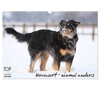 Le Hovawarte - une fois différent, Version française (Calendrier mural 2026 DIN A3 portrait), Calendrier CALVENDO mensuel