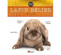 Lapin bélier nain