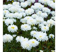 Le Leucanthemum Victorian Secret Marguerite de Shasta est une plante vivace d'extérieur en pot.