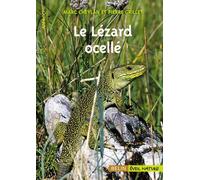 Le Lézard ocellé