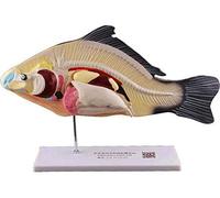 , Le modèle d'aide pour enseigner la préparation des modèles Labs de Poissons, Modèle Anatomique de l'anatomie des Organes Amovibles Poisson Animal en 3 Parties biologie Animale.