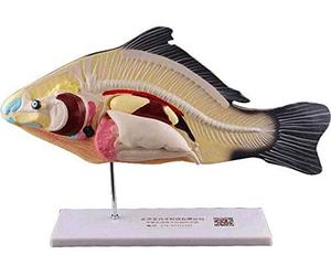 , Le modèle d'aide pour enseigner la préparation des modèles Labs de Poissons, Modèle Anatomique de l'anatomie des Organes Amovibles Poisson Animal en 3 Parties biologie Animale.
