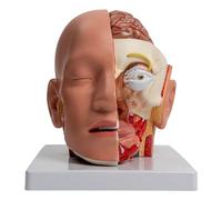 Le modèle d'anatomie cérébrale montre le cerveau, le cerveau cérébral, le tronc cérébral, le globe oculaire et un modèle anatomique humain pour le rapport de lecture. Anatomie réaliste de la structure