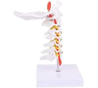 Le modèle de la colonne cervicale présente des repères osseux et l'os occipital, ce qui en fait un anatomique grandeur nature adapté aux salles classe sciences