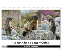 Le monde des marmottes en Haute Maurienne (Calendrier mural 2026 DIN A3 horizontal), CALVENDO calendrier mensuel