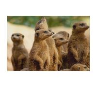 Le Monde des suricates，Puzzle, 1000 Pièces De Puzzle pour Adultes, Miracle De Puzzle Impossible, Jouet De Puzzle Éducatif pour Enfants（50x70cm）-AA43