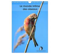 Le monde intime des oiseaux (Calendrier mural 2026 DIN A4 horizontal), CALVENDO calendrier mensuel: Un calendrier élégant qui vous ouvre les portes du ... grâce et leurs instants les plus secrets.