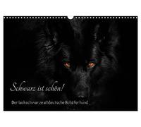 Le noir est beau ! Le berger allemand ancien noir laqué, Version française (Calendrier mural 2026 DIN A3 portrait), Calendrier CALVENDO mensuel