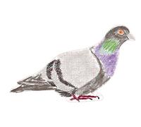 Le pigeon: Paris en puzzle