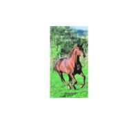 Marc Soulier – Le Quarter Horse américain – Cheval unique et multiple
