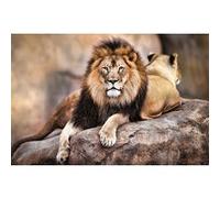 Le Roi Lion - King of the Pride - 61x91,5 cm - AFFICHE / POSTER G