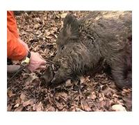 Le Sanglier : Des battues extraordinaires au sanglier - DVD Documentaire - GRAND GIBIER - Vidéotel G