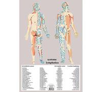Le système lymphatique - Planche A2 plastifiée