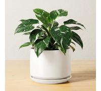 LE TAUCI Pot de Fleurs en Céramique 17 cm, Pot de Fleurs avec Soucoupe Intégrée et Trou de Drainage, Petit Cache-Pot Moderne, Robuste et Durable pour Décoration Maison et Bureau, Finition Mate, Blanc