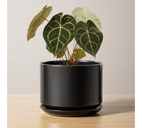 LE TAUCI Pot de Fleurs en Céramique 17 cm, Pot de Fleurs avec Soucoupe Intégrée et Trou de Drainage, Petit Cache-Pot Moderne, Robuste et Durable pour Décoration Maison et Bureau, Finition Mate, Noir